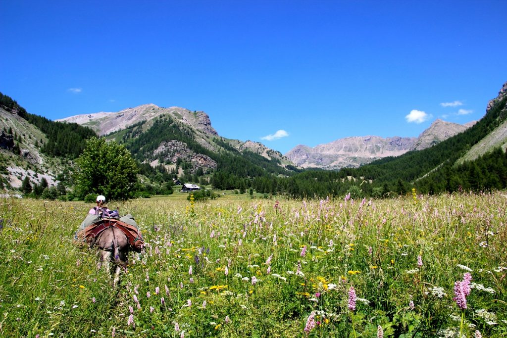 En vandrer går gennem en blomstereng med æslet i nationalparken Mercantour i Provence.