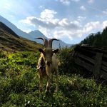 En ged græsser på bjergsiden ved Mont Blanc